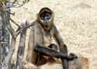 動物図鑑・ジェフロイクモザルの写真 21